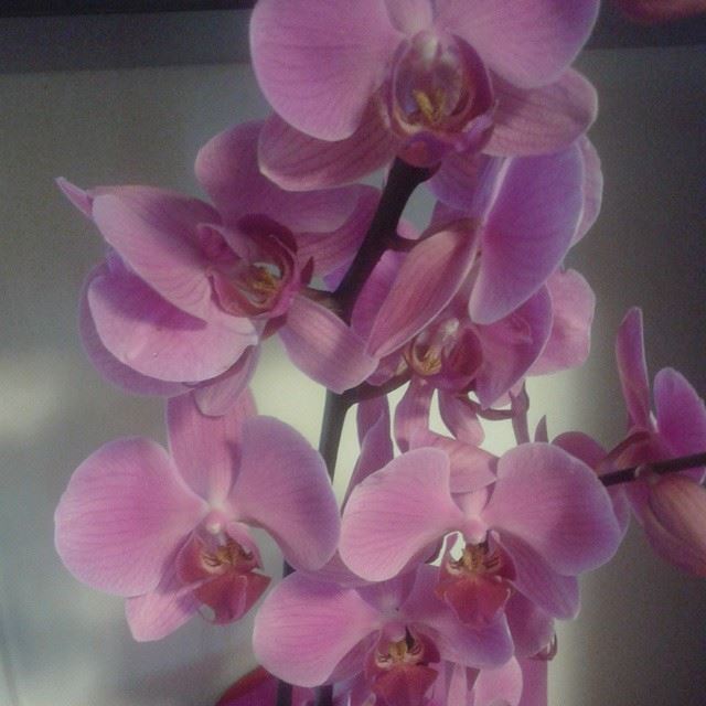 orchidée flowers loves_flowers_nofilters nofilter
