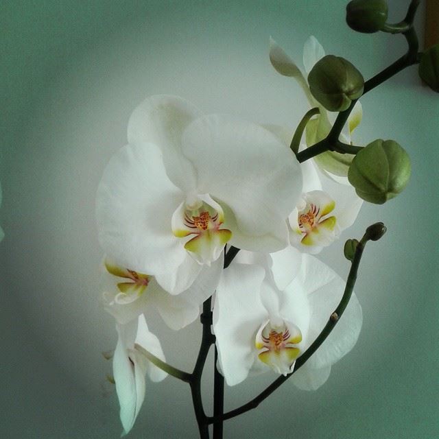 orchidée flowers