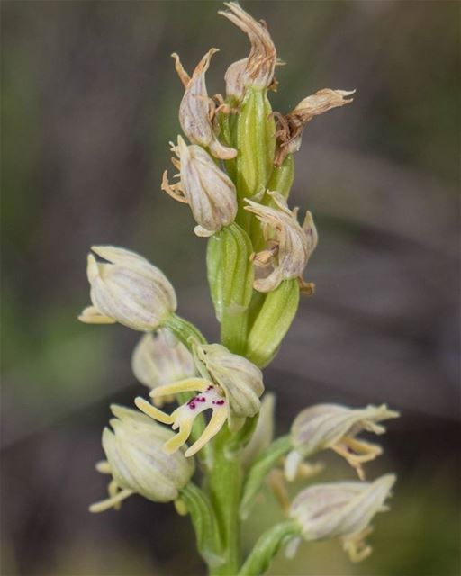 Orchis Galilaea__________________ Orchid lb_akkar livelovebeirut ...