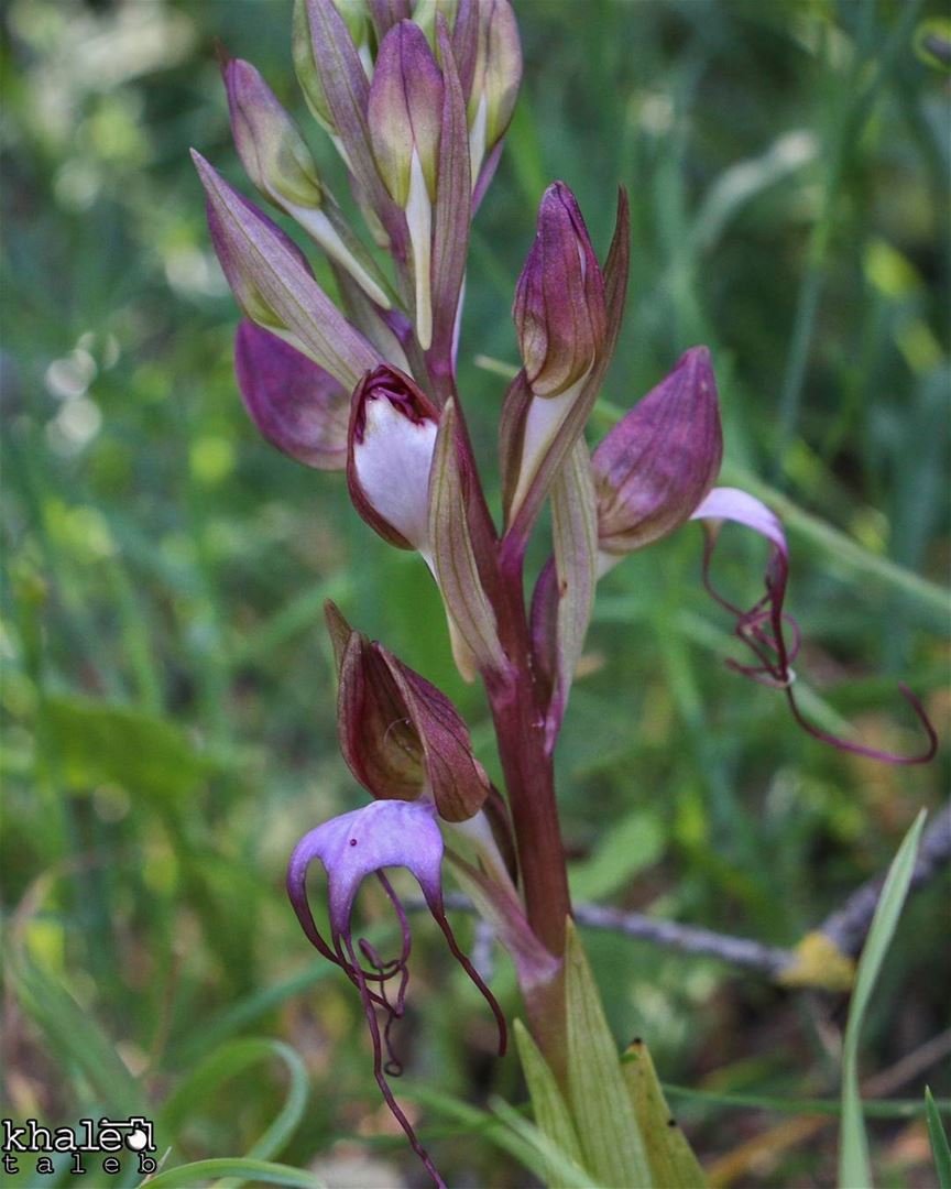 Orchis Himantoglossum comperianum__________________ Orchid lb_akkar...