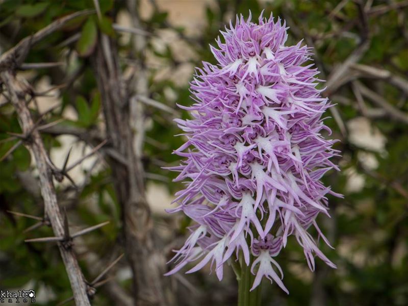 Orchis italica Poir__________________ Orchid lb_akkar livelovebeirut ...