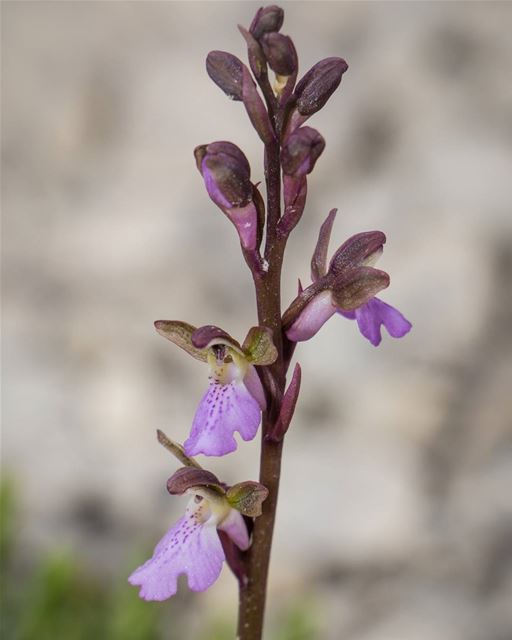 Orchis spitzelii Saut. ex W.D.J.Koch __________________ Orchid lb_akkar...