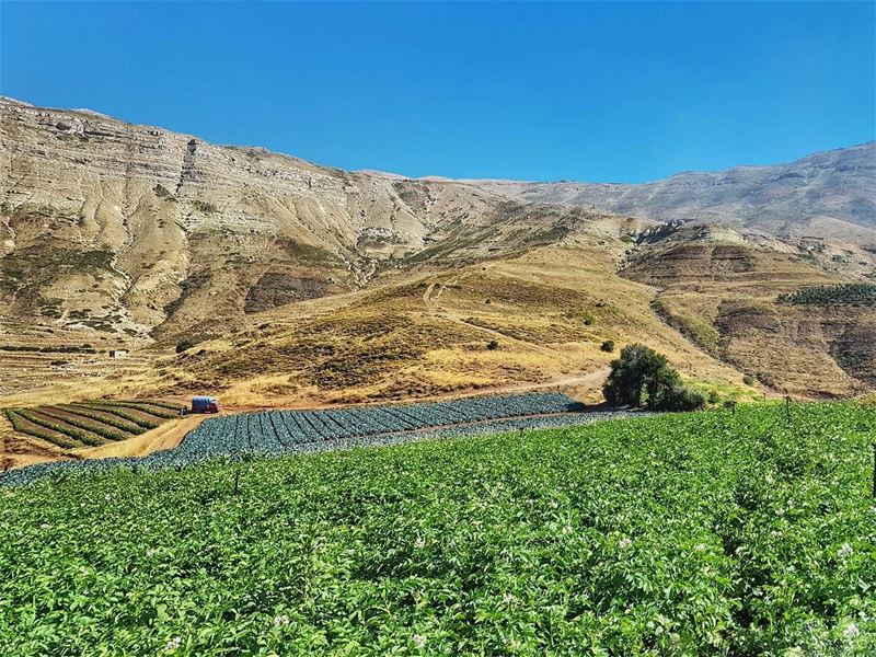 Organic vegetation at 2000m  organic  healthy  vegetables  cedars ... (Cedar's Heaven)