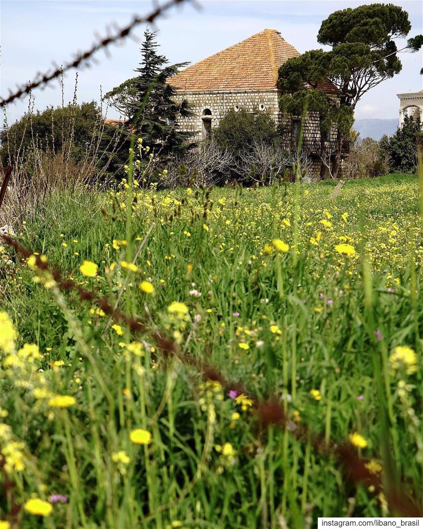🇱🇧🇧🇷 Os campos do Líbano começam a florescer com a chegada da... (Marjayoûn, Al Janub, Lebanon)