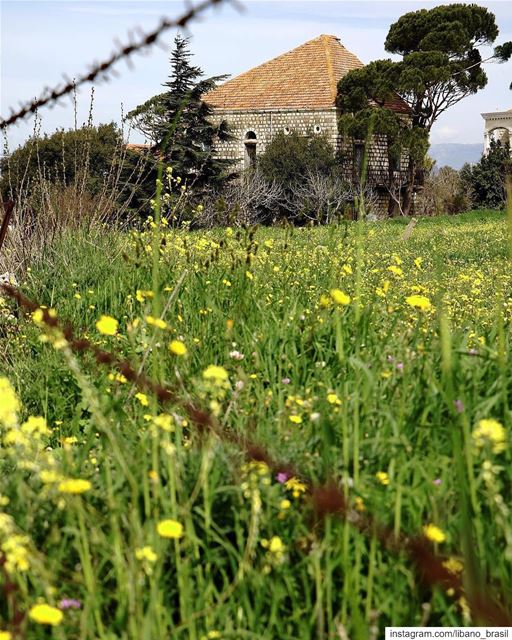 🇱🇧🇧🇷 Os campos do Líbano começam a florescer com a chegada da... (Marjayoûn, Al Janub, Lebanon)