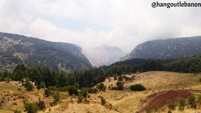 Our  cedars blossoming in  summer. تتغير الفصول و الأرز يبق شامخاً يلوّن ج (Arz Tannourine)