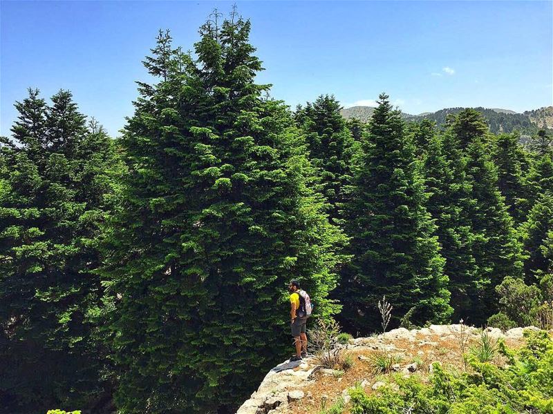 Our Cedars . . . Our Pride... hiking  hikingadventures  hikingfun ...