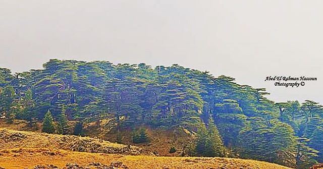 Our Cedars....our pride 🌲 | Join me on Facebook for more pictures ╰▶ Abed... (Cedars Of Lebanon)