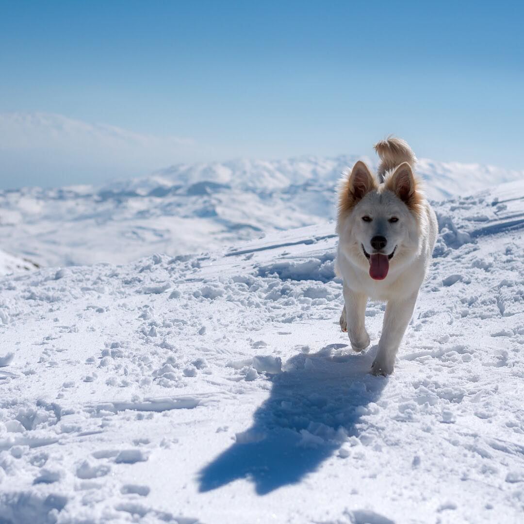 Our friendly companion 🐶❄️ lebanon  falougha  dog  chien  swissshepherd ... (Falougha, Mont-Liban, Lebanon)