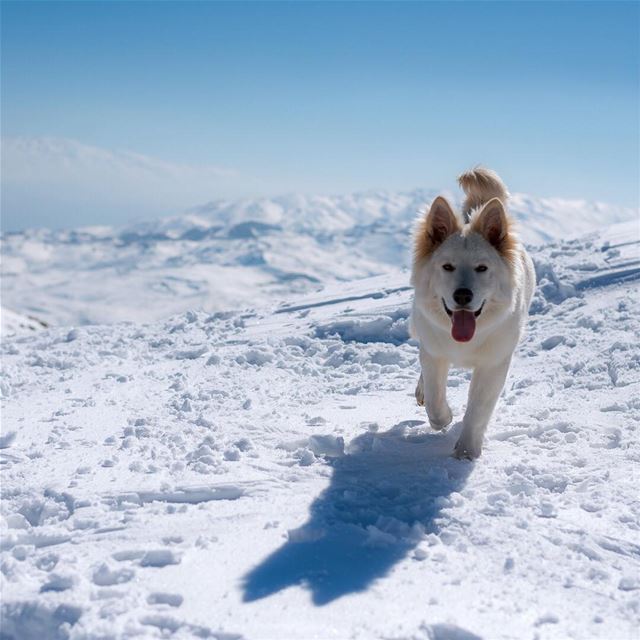 Our friendly companion 🐶❄️ lebanon  falougha  dog  chien  swissshepherd ... (Falougha, Mont-Liban, Lebanon)