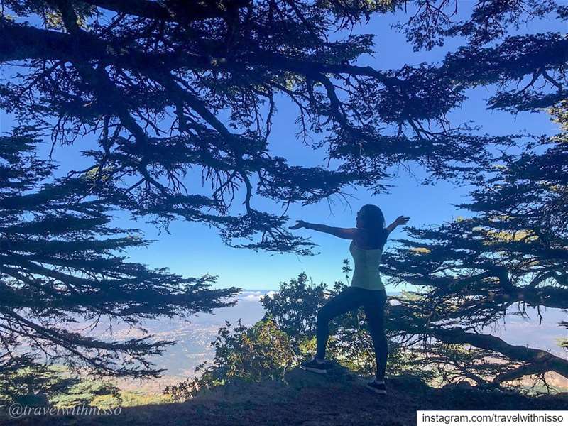 Our gorgeous C E D🌲R S of Lebanon 🇱🇧 Another hike above the clouds ⛅️ ... (Maaser El Shouf Cedar Reserve محمية ارز معاصر الشوف)