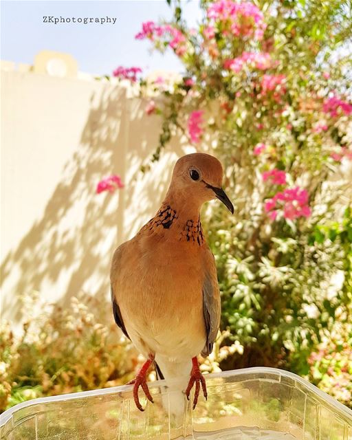 Our handsome guest 😊 * ig_today  ig_eurasia  igtravel  ig_shotz ... (Azeeziya Doha Qatar)