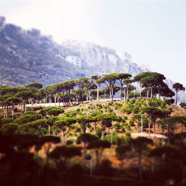 Our heaven !  Lebanon  Liban  Nature  green  pine  trees  arbre  sapin ... (Dalhoun-دلهون)