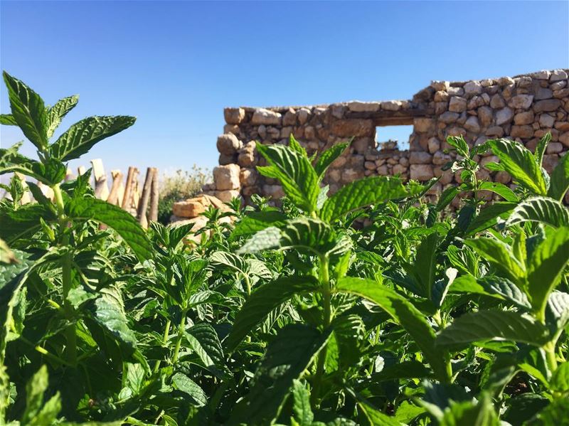 🌿Our homegrown mint is 100% toxic free💚  no pesticides or chemical... (`Ammiq, Béqaa, Lebanon)