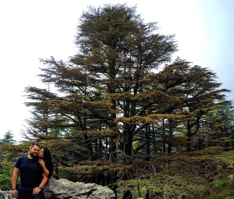 Our  Love is Strong, Pure and Everlasting like  Cedars ❤️🌲 Hiking ... (Arz Tannoûrîne)