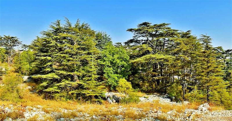 Our lovely cedars 🌲 Tannourine  tannourinecedars  forest ... (Arz Tannoûrîne)