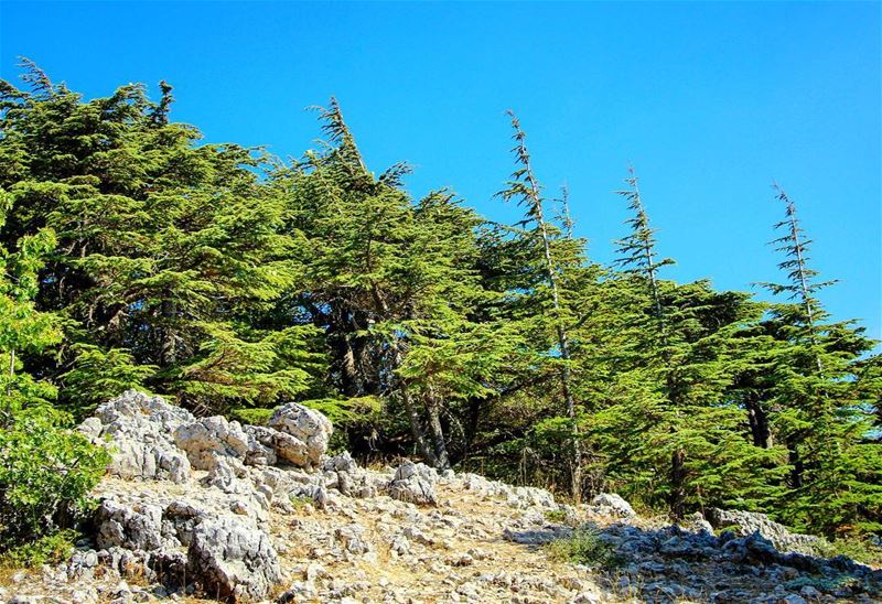 Our nature..  lebanon  lebanon_hdr  ig_lebanon  insta_lebanon ... (Barouk - Shouf)