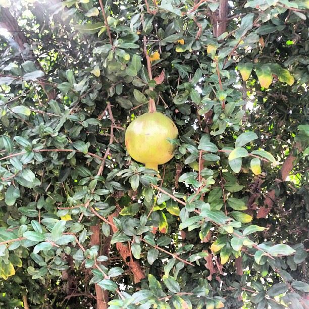  our  pomegranate  home  lebanon  رمان