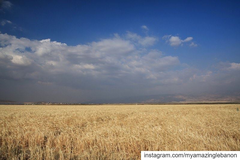 Out in the wheat fields🌾 a7labaladbil3alam 🇱🇧..... photo  love ... (Deir el Ahmar)