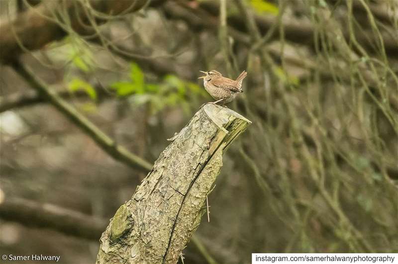 Out loud!The  wren ... photographed in  beirut  lebanon  bird ...