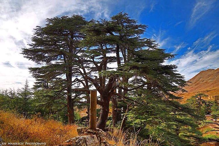 Out with the old, in with the new: may you be happy the whole year... (Cedars of God)