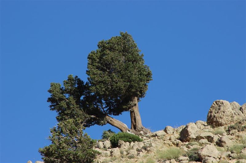  outdoor  tree  trees  sky  outdoor  nopeople  nofilter  green  blue ... (Oyoun oreghoch)