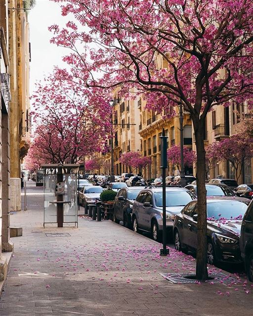 Outra bela foto da primavera em Beirute, tirada por @elenakukoleva 🇱🇧... (Downtown Beirut)