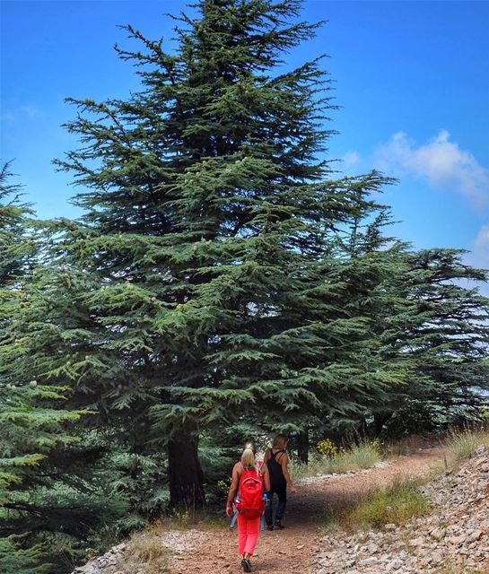 Over the mountains and through the woods 🌲 (Arz el Chouf)