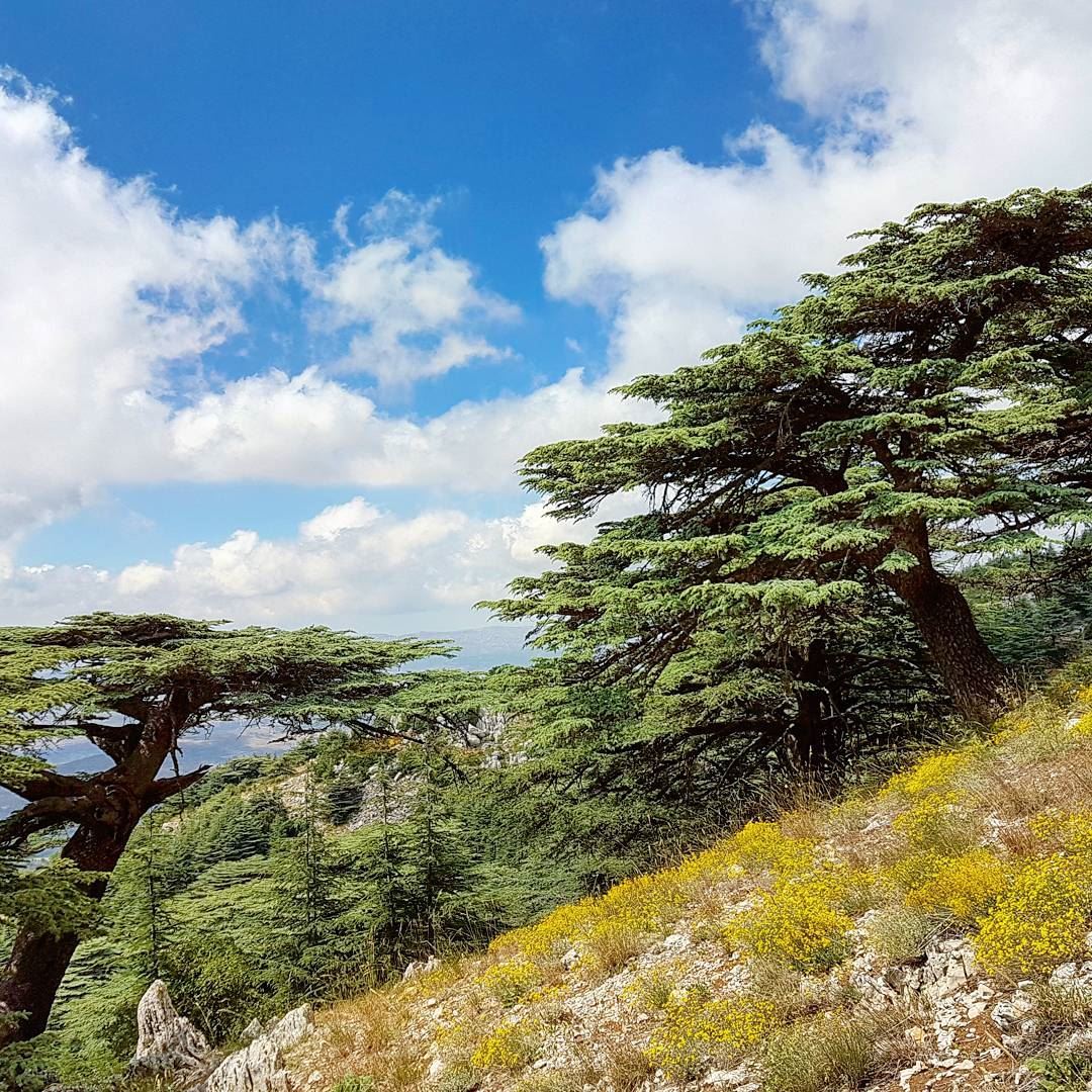 Oxygen 🙌 cedars  trees  sky  clouds  flowers  mountain  hike  sports ...