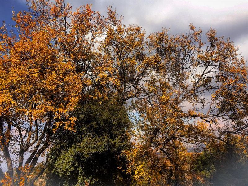 Painting  winter  colours  trees  leaves  leaveschanging  mountain ...