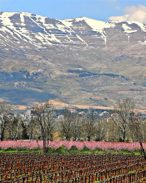 Paisagem entre as vinhas do Beqaa e Zahle, fotografada por @alidaher89.... (Bekaa Valley)