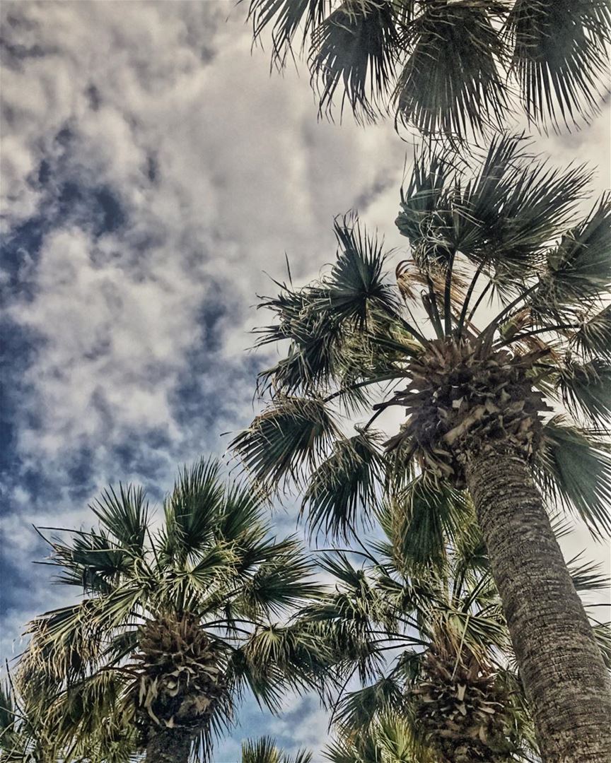  palm  beach  lebanon🇱🇧  nature  sky  clouds  sea  sun  spring  amazing ...