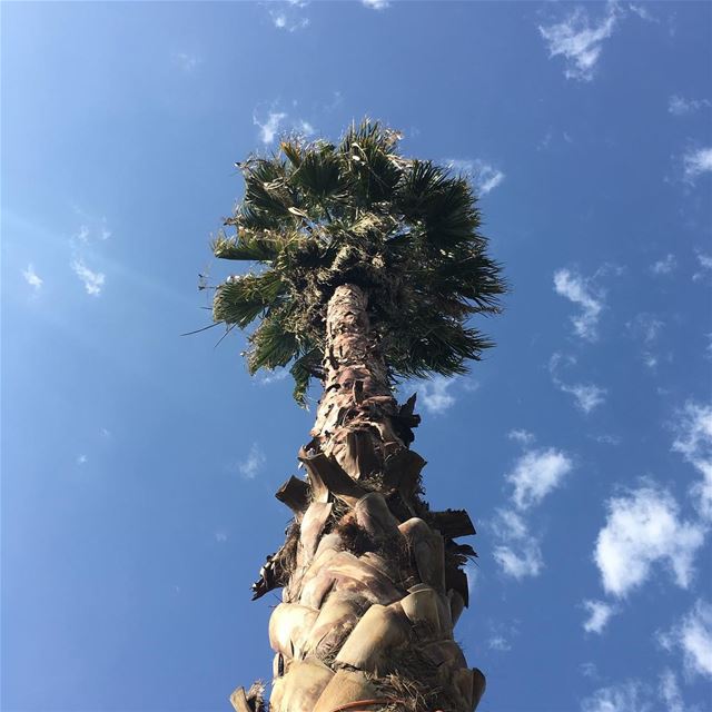  palm  tree  nature  lebanon  blue ...