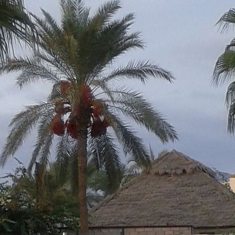 palmtrees beach cabane datte (Kaslik)