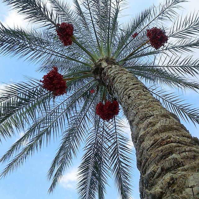 palmtrees datte clouds (Kaslik)