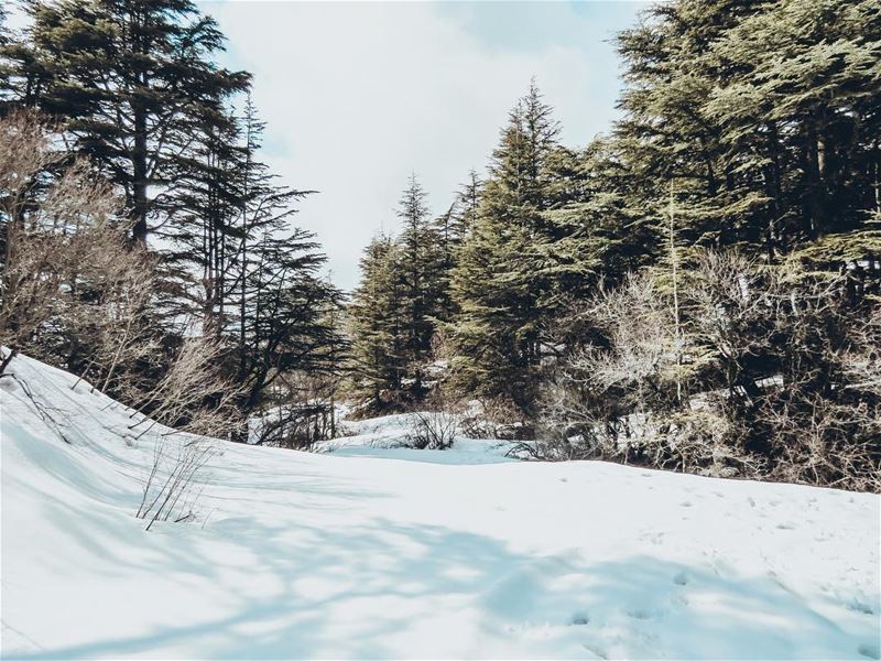 Paradise found 🌲❄️ HiddenTreasures  WorldToXplore HuntgramLebanon ... (Arz Tannoûrîne)