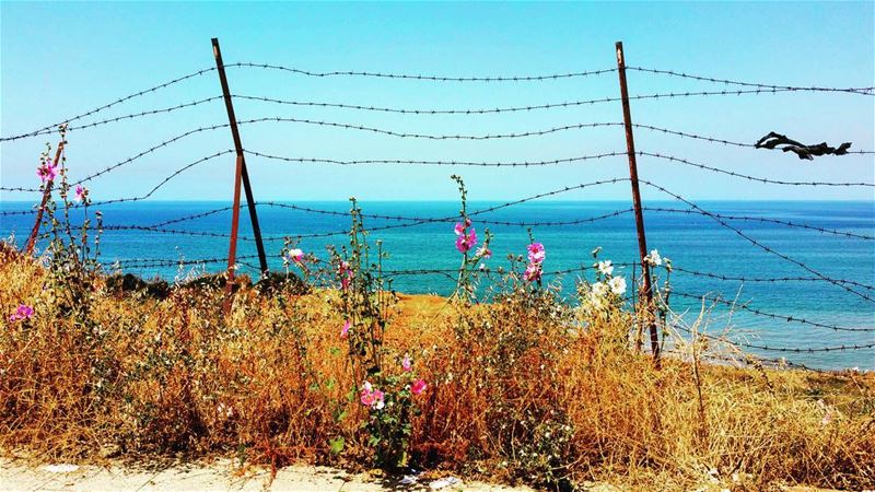 Paradise Lost  barbedwire  paradise  savelebanon  instagramers ... (Beirut, Lebanon)