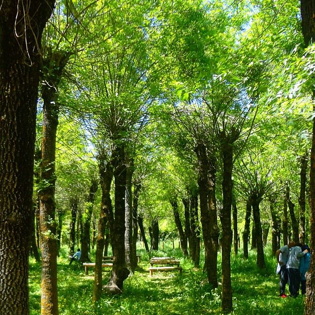 park forestpark treesbeautifulnature discoverlebanon discoverlebanonsnature parc taanayellake