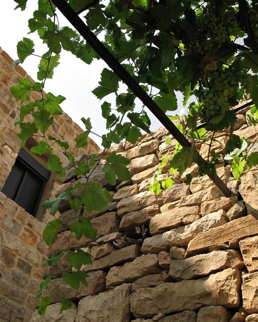 Parreiras de uvas no quintal de uma antiga casa tradicional libanesa 🇱🇧... (Bikfaïya, Mont-Liban, Lebanon)