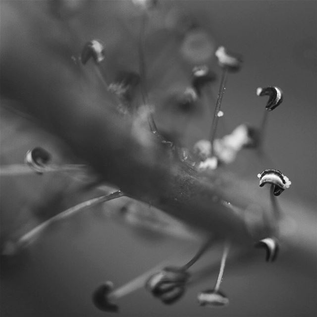 Part Flower  pollen  seed  closeup  petals  beirut  flower  photography ...