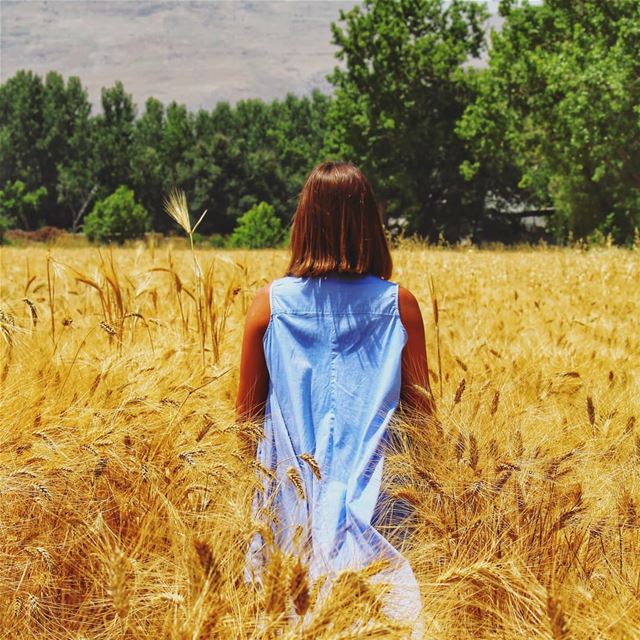 Part of the  wheat 🌾 livelovebekaa ........ naturepainting ... (Taanayel- Bekaa)