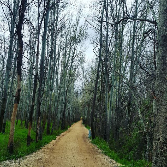 Paths are made by walking... hikingadventure naturebeauty walking trees... (Deïr Taanâyel, Béqaa, Lebanon)