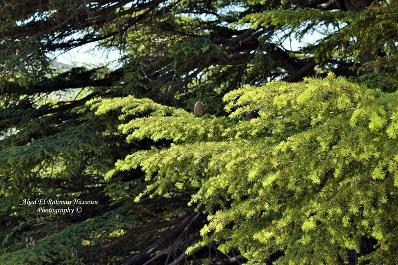 Patience is the key.....🌲  jaj   jajcedars  lebanesevillage ... (Jaj, Mont-Liban, Lebanon)