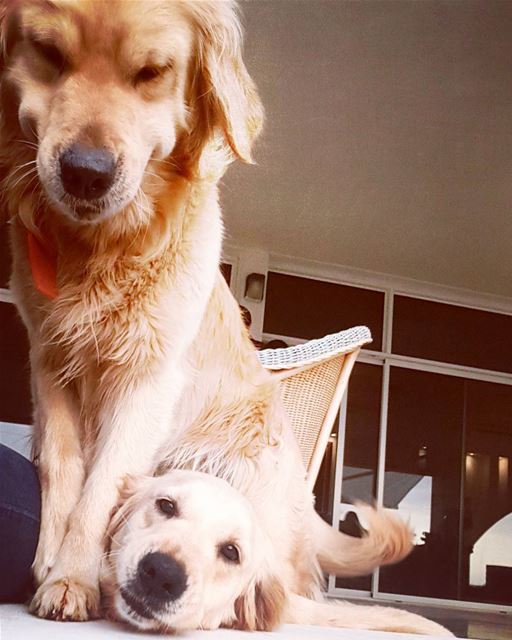 Patiently waiting for the weekend to come.  love  amimals  adorable  pets ...