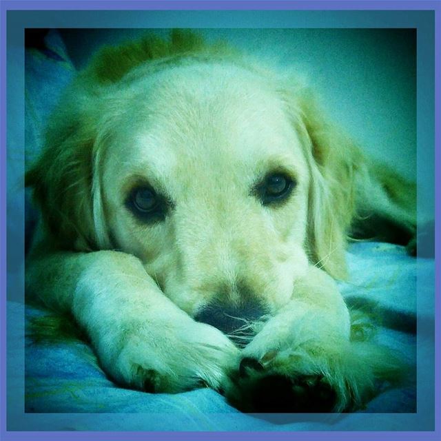 🐾♡ paws ♡🐾 Woody  hehasmyheart ♥  ilovemydog  purelove  goldenretriever...