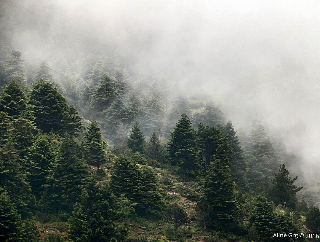 Peace is always beautiful. 🌲❤ ammou3a  lebanon  hiking  nature  woods ... (Ammou3a - Akkar)