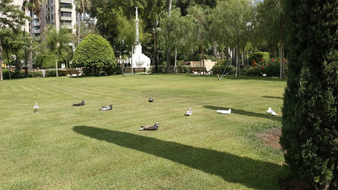 Peace needs some rest sometimes! pigeons  peace  publicgarden  sanayeh ... (Sanayeh Park)