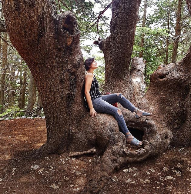 Peace of Mind 🌳🍃  TheUrbanPotato.... lebanon  urbanlebanon  chouf ... (Barouk Cedars)