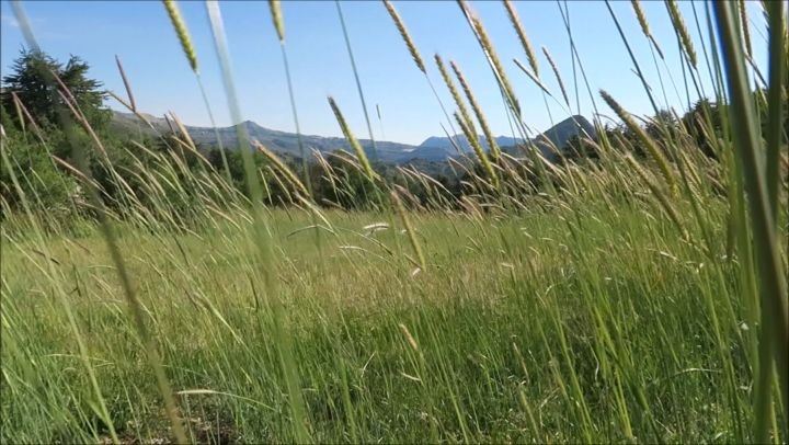 Peace 🎶 spikes  breeze  dance  spring  nature  outdoors  trip  hike ... (Tannourine Cedars Nature Reserve)