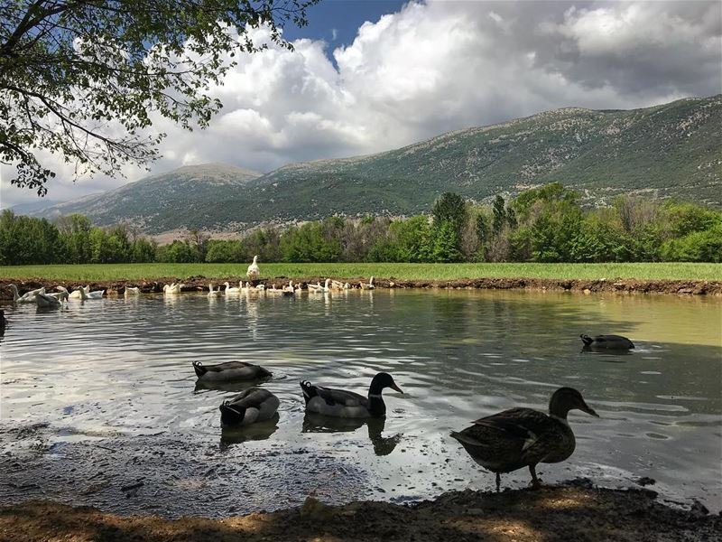 Peaceful place‼️ ................ lebanon  nature ... (Lebanon)